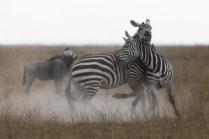 Amboseli