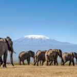 Amboseli National Park: Elephants with a View of Kilimanjaro