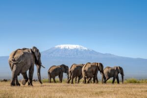 Amboseli National Park: Elephants with a View of Kilimanjaro