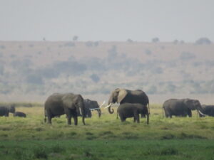 Amboseli3