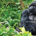 An Amazing 2 Day’s Gorilla Safari to Share