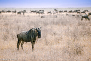 Arusha – Serengeti National Park