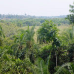 Nature Walks in Bigodi Wetland Sanctuary – Uganda Birding Safaris