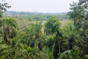 Nature Walks in Bigodi Wetland Sanctuary – Uganda Birding Safaris