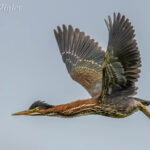 Activities in Volcanoes National Park (2025 Rwanda Safari Activities)