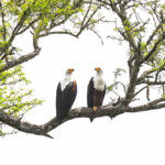 Bird Watching Safaris in Uganda