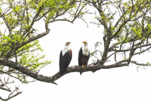 Bird Watching Safaris in Uganda