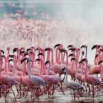 Birding in the Rift Valley: Flamingo Dreams on Lake Nakuru