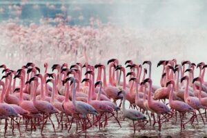 Birding in the Rift Valley: Flamingo Dreams on Lake Nakuru