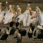 Birding in Queen Elizabeth National Park – Uganda Birding Safaris