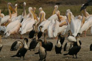 Birding in Queen Elizabeth National Park – Uganda Birding Safaris