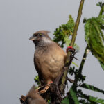 Birdwatching Heaven: Why Uganda Is Africa’s Birding Capital