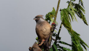 Birdwatching Heaven: Why Uganda Is Africa’s Birding Capital