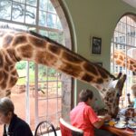 Breakfast with Giraffes at Giraffe Manor