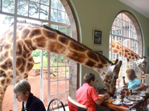 Breakfast with Giraffes at Giraffe Manor