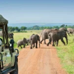 Budget vs Luxury Safaris: What’s Right for You?