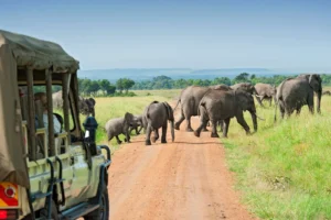 Budget vs Luxury Safaris: What’s Right for You?
