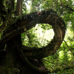 Budongo Forest Chimpanzee Trekking – Discover Uganda’s Hidden Primate Sanctuary