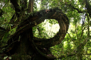 Budongo Forest Chimpanzee Trekking – Discover Uganda’s Hidden Primate Sanctuary