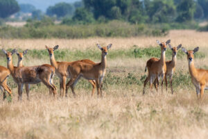 Uganda Travel Restrictions 2025 – What Travelers Need to Know