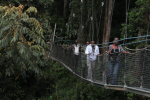 Canopy Walk in Nyungwe5