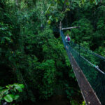 Canopy Walk in Rwanda