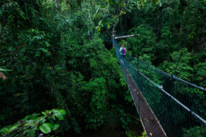 Canopy Walk in Rwanda