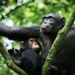 Chimpanzee Tracking in Kibale Forest