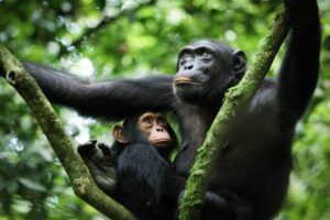 Chimpanzee Tracking in Kibale Forest