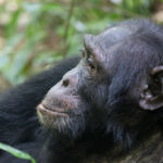 Chimpanzee Viewing Safaris in Uganda