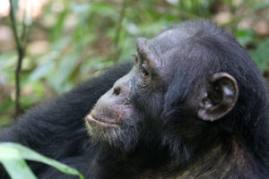 Chimpanzee Viewing Safaris in Uganda