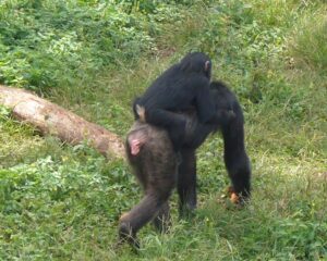 Chimpanzee uganda6