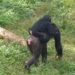 Chimpanzee Trekking in Gombe and Mahale Mountains – Tanzania’s Primate Paradise
