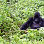 Combining Gorilla Trekking with Rwandan Cultural Experiences