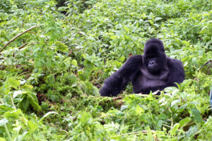 Combining Gorilla Trekking with Rwandan Cultural Experiences