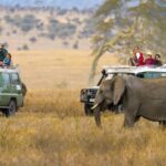 Digital Detox in the Wild: Unplug and Reconnect