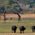 Discovering Katavi National Park, Tanzania’s Hidden Gem