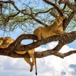 Discovering Lake Manyara’s Tree-Climbing Lions