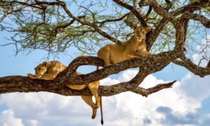 Discovering Lake Manyara’s Tree-Climbing Lions