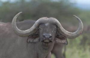 East Africa’s Big 5 Safari Route: From Kenya to Tanzania