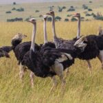 Exploring Pian-Upe Wildlife Reserve in Uganda