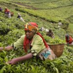 Exploring Rwanda’s Tea Plantations and Hillsides