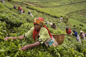 Exploring Rwanda’s Tea Plantations and Hillsides