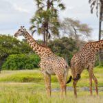 Exploring Tanzania’s Western Parks: Katavi and Mahale Mountains