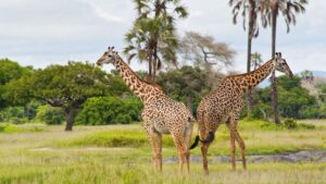 Exploring Tanzania’s Western Parks: Katavi and Mahale Mountains