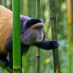 Exploring Volcanoes National Park Beyond Gorillas