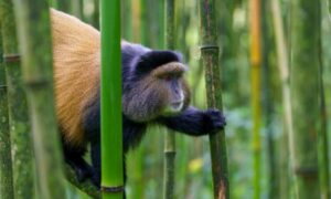 Exploring Volcanoes National Park Beyond Gorillas