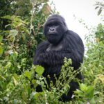 Golden Monkey Tracking in Mgahinga Gorilla National Park – Where Gold Meets Silver