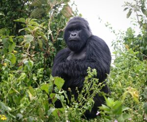 Golden Monkey Tracking in Mgahinga Gorilla National Park – Where Gold Meets Silver