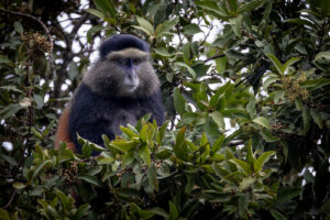 Golden Monkey uganda